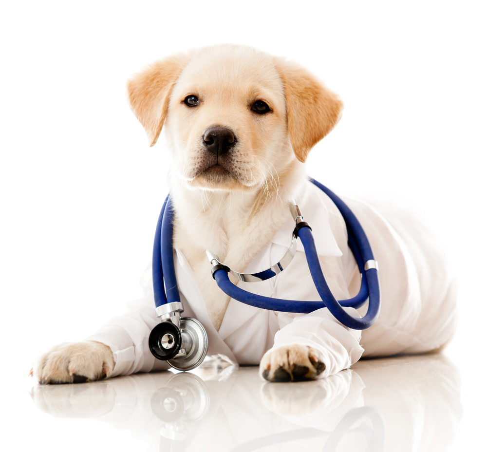 doc puppy